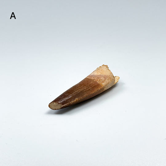 Fossilized Spinosaurus Tooth Specimen