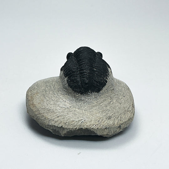 Trilobite Proetus Fossil
