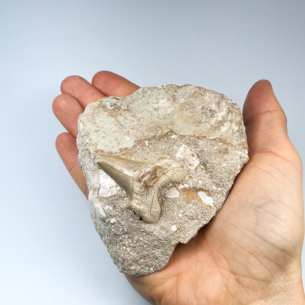 Fossilized Otodus/Lamna Shark Tooth Specimen in Matrix - Rocks and Gems Canada