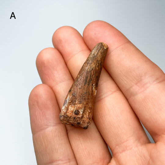 Fossilized Spinosaurus Tooth Specimen-Rocks and Gems Canada
