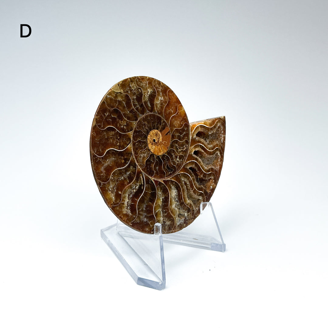 Chambered Ammonite - Rocks and Gems Canada
