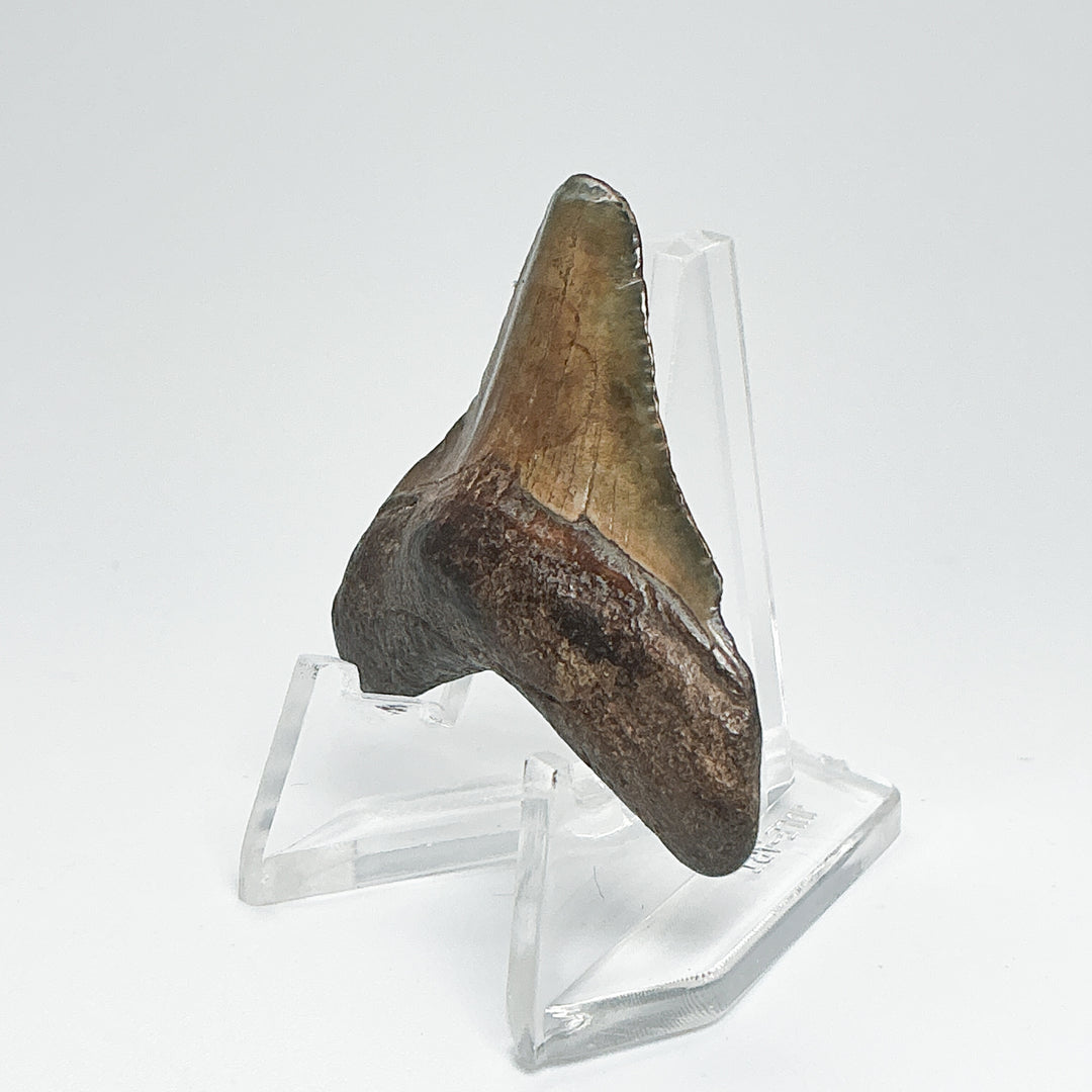 Fossilized Shark Tooth Specimen: Carcharodon Megalodon