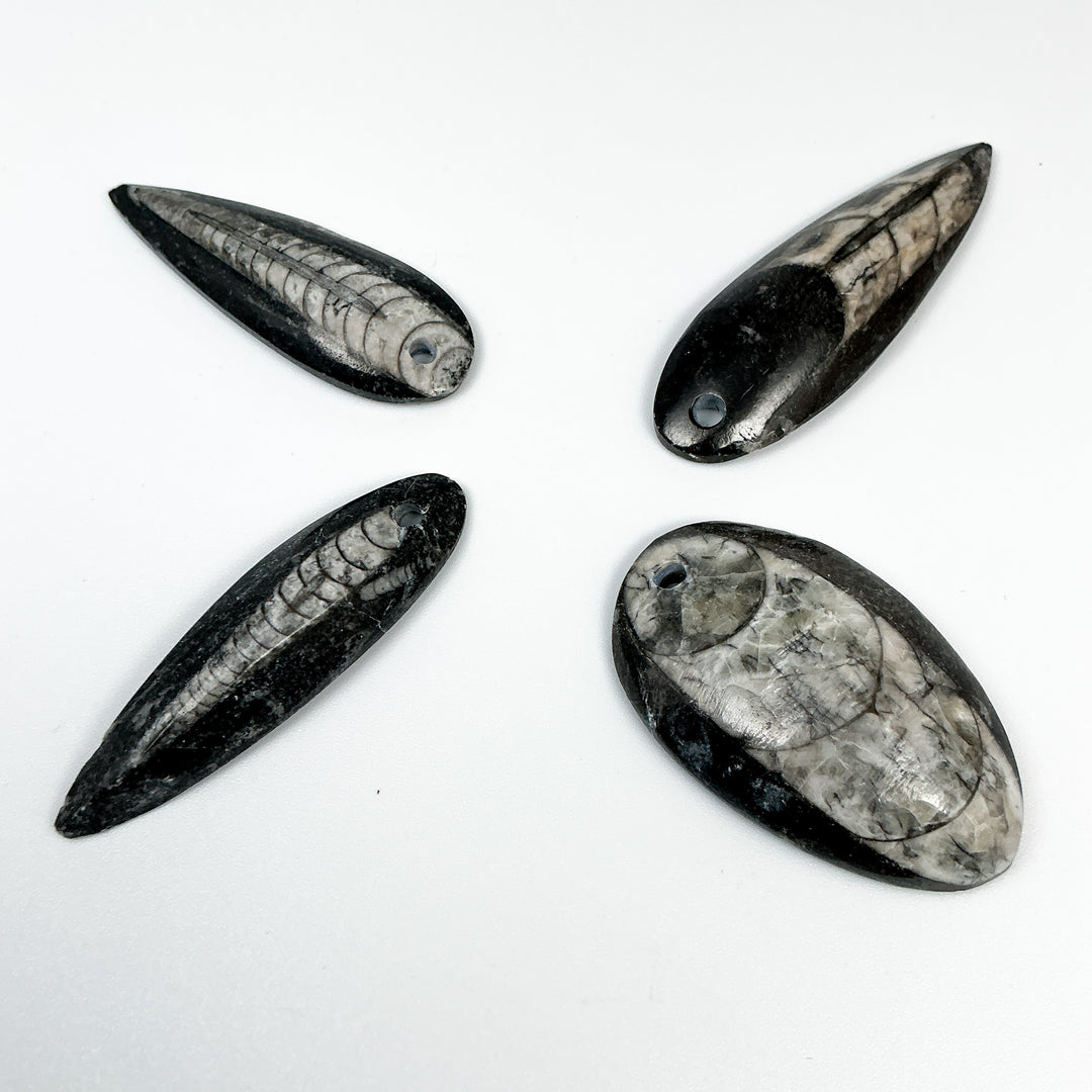 Polished Orthoceras Fossil Drilled Pendant