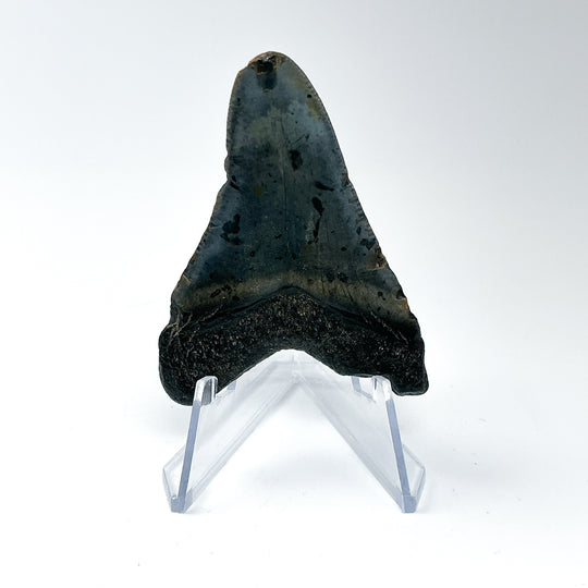 Fossilized Shark Tooth Specimen: Carcharodon Megalodon - Rocks and Gems Canada