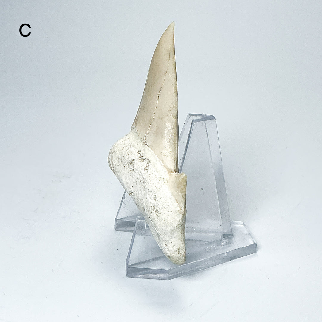 Fossilized Otodus/Lamna Shark Tooth Specimen