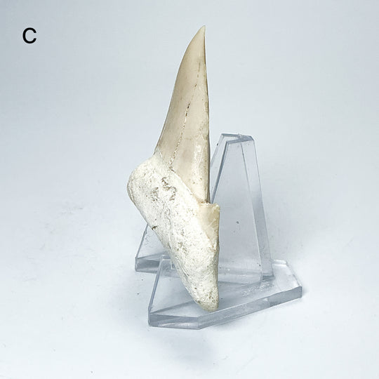 Fossilized Otodus/Lamna Shark Tooth Specimen