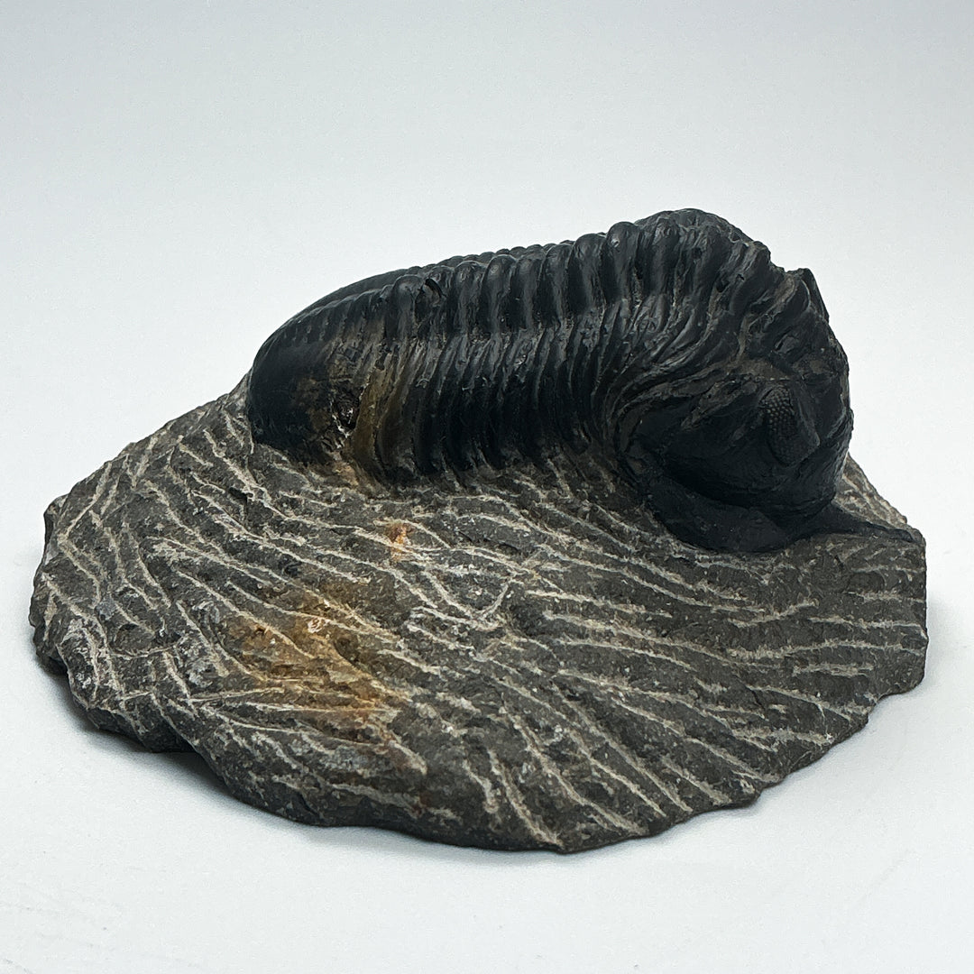 Trilobite Moroccanite Fossil
