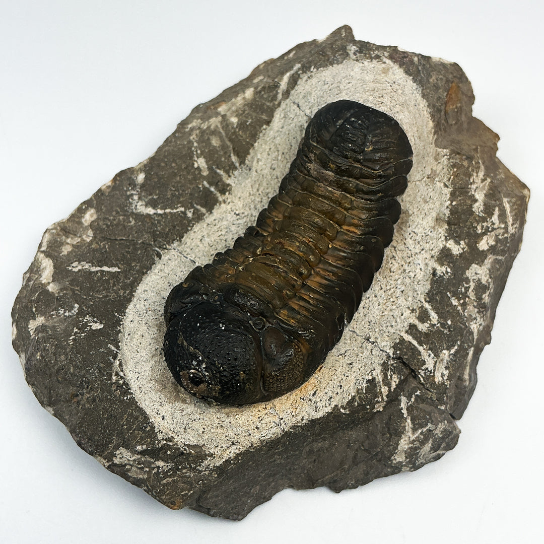 Trilobite Drotops Fossil