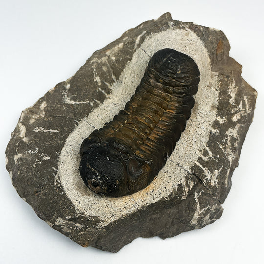 Trilobite Drotops Fossil