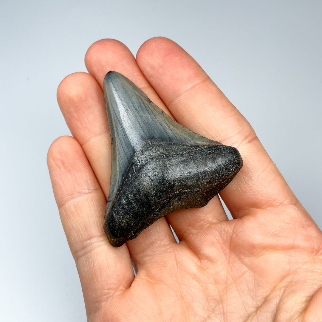 Fossilized Shark Tooth Specimen: Carcharodon Megalodon
