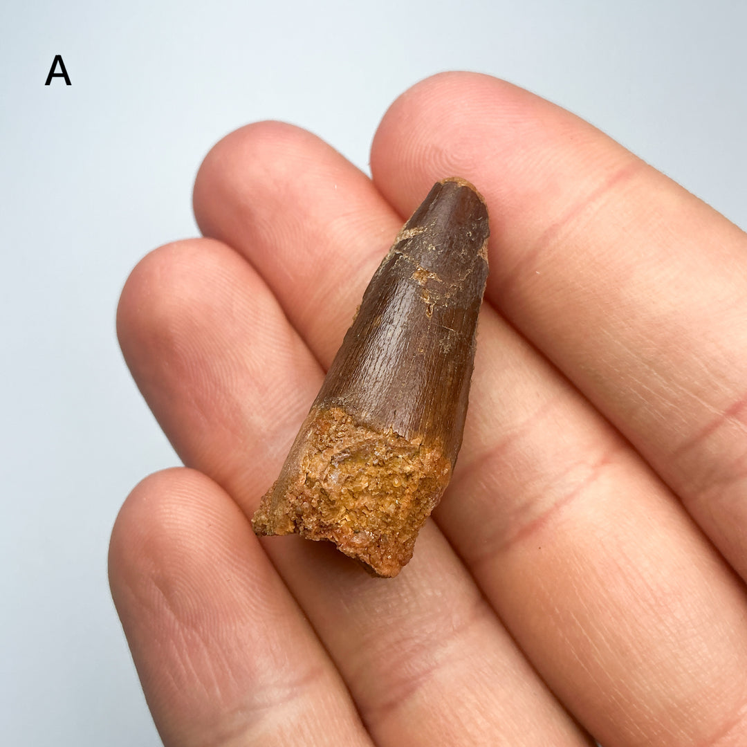 Fossilized Spinosaurus Tooth Specimen