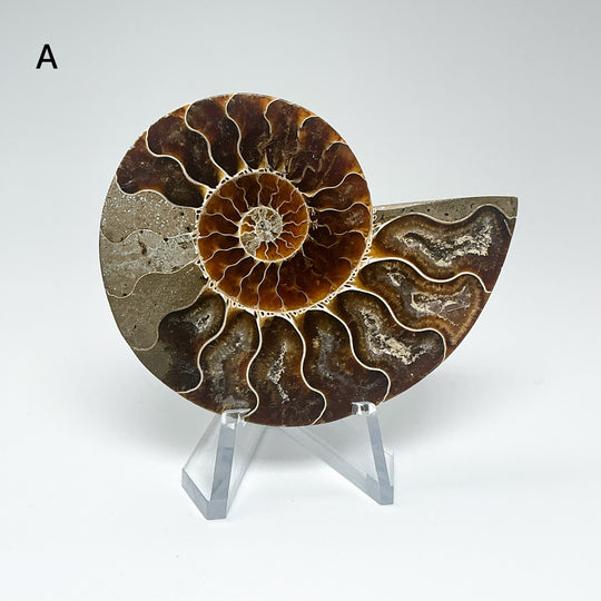Chambered Ammonite