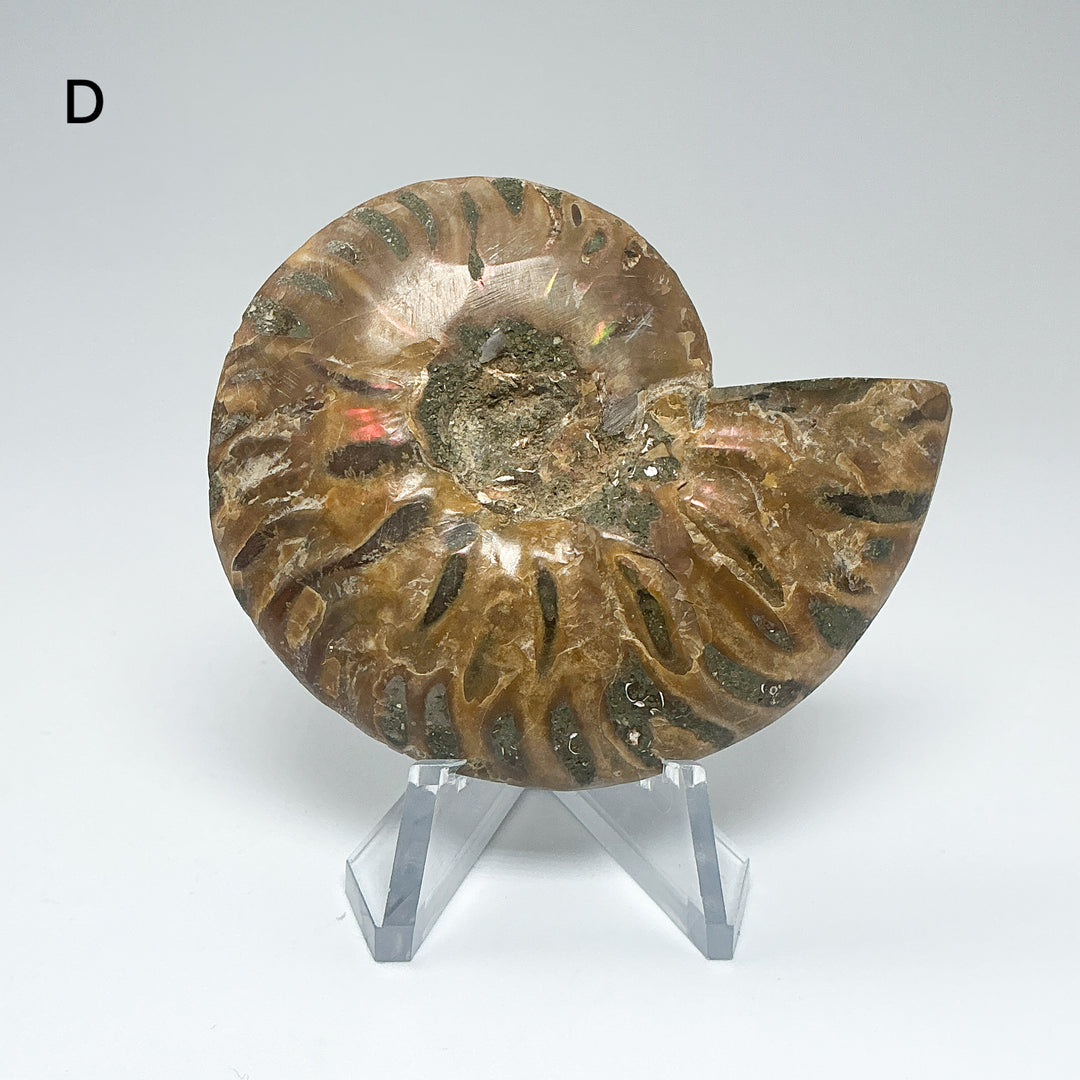 Chambered Ammonite