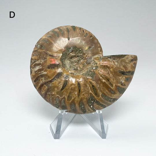 Chambered Ammonite