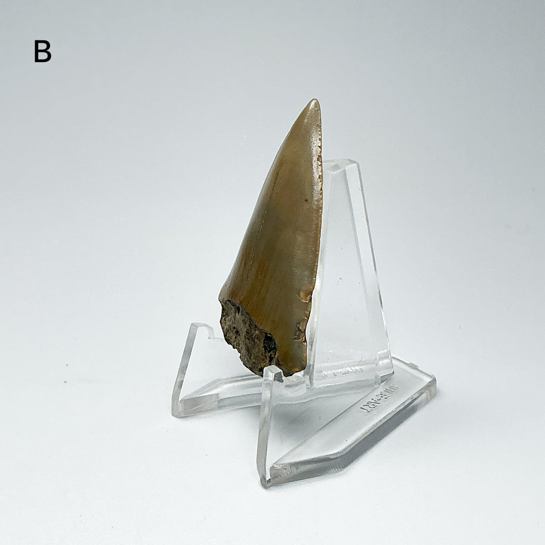 Fossilized Shark Tooth Specimen: Extinct Great White Shark