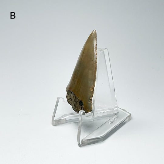 Fossilized Shark Tooth Specimen: Extinct Great White Shark