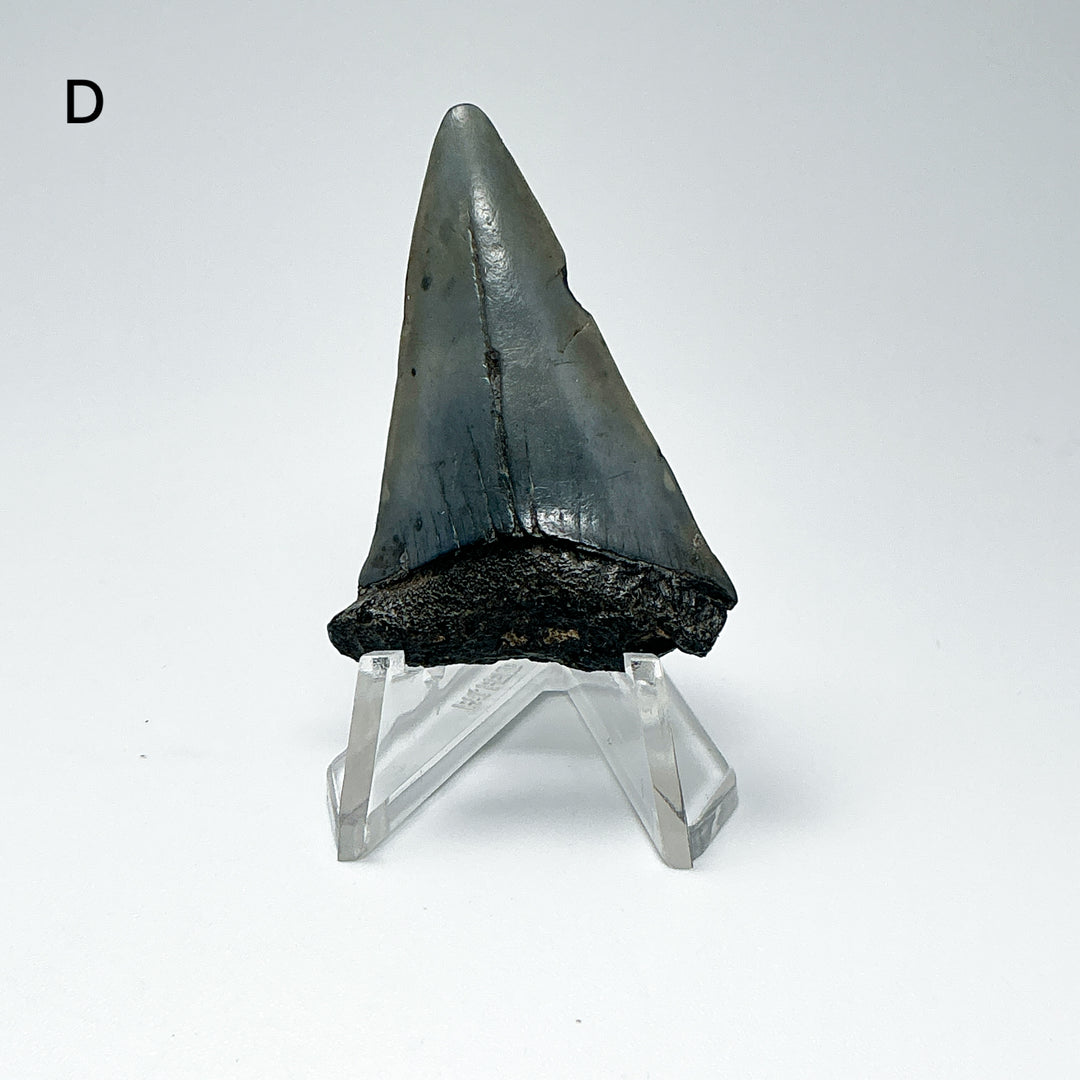 Fossilized Shark Tooth Specimen: Extinct Great White Shark