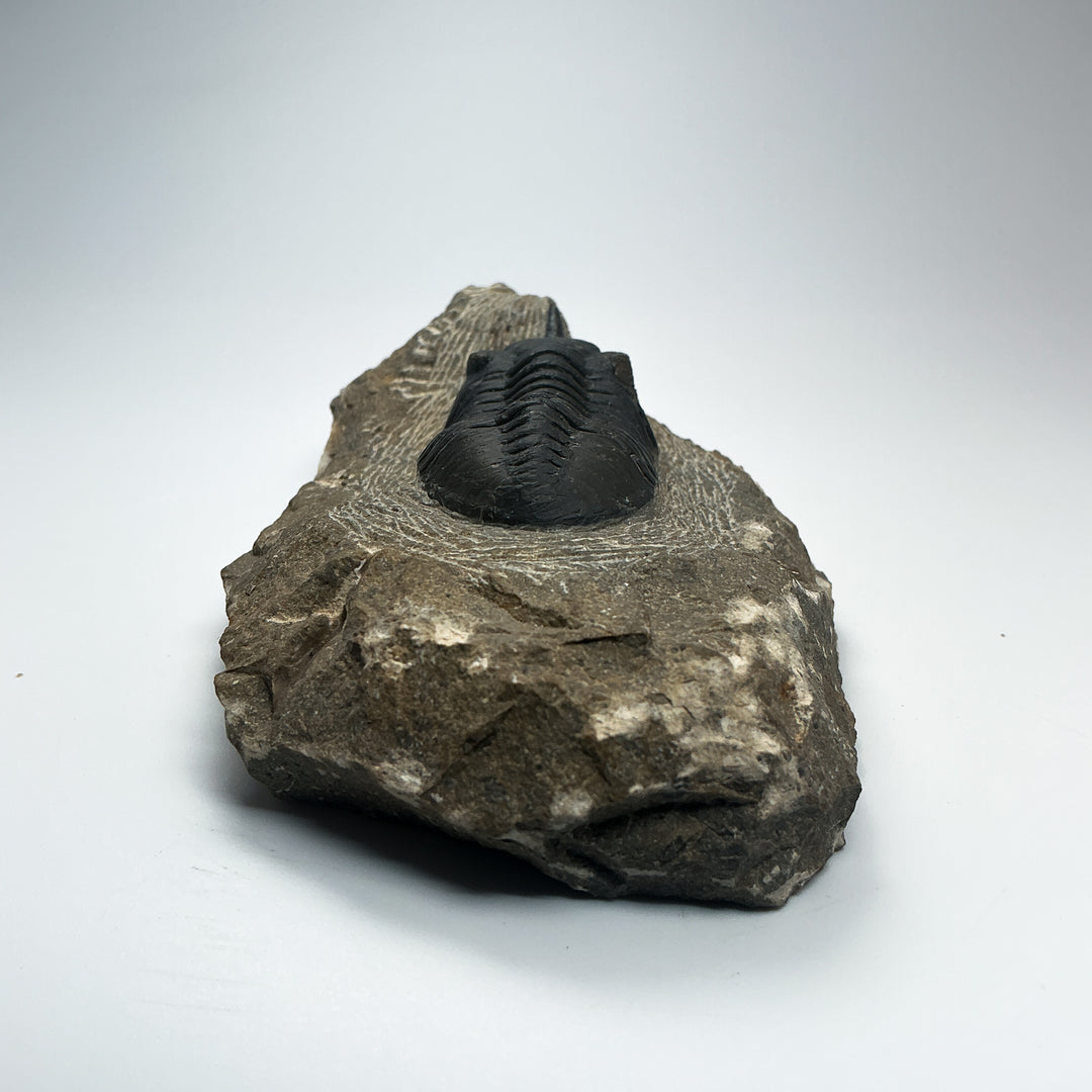 Trilobite Moroccanite Fossil