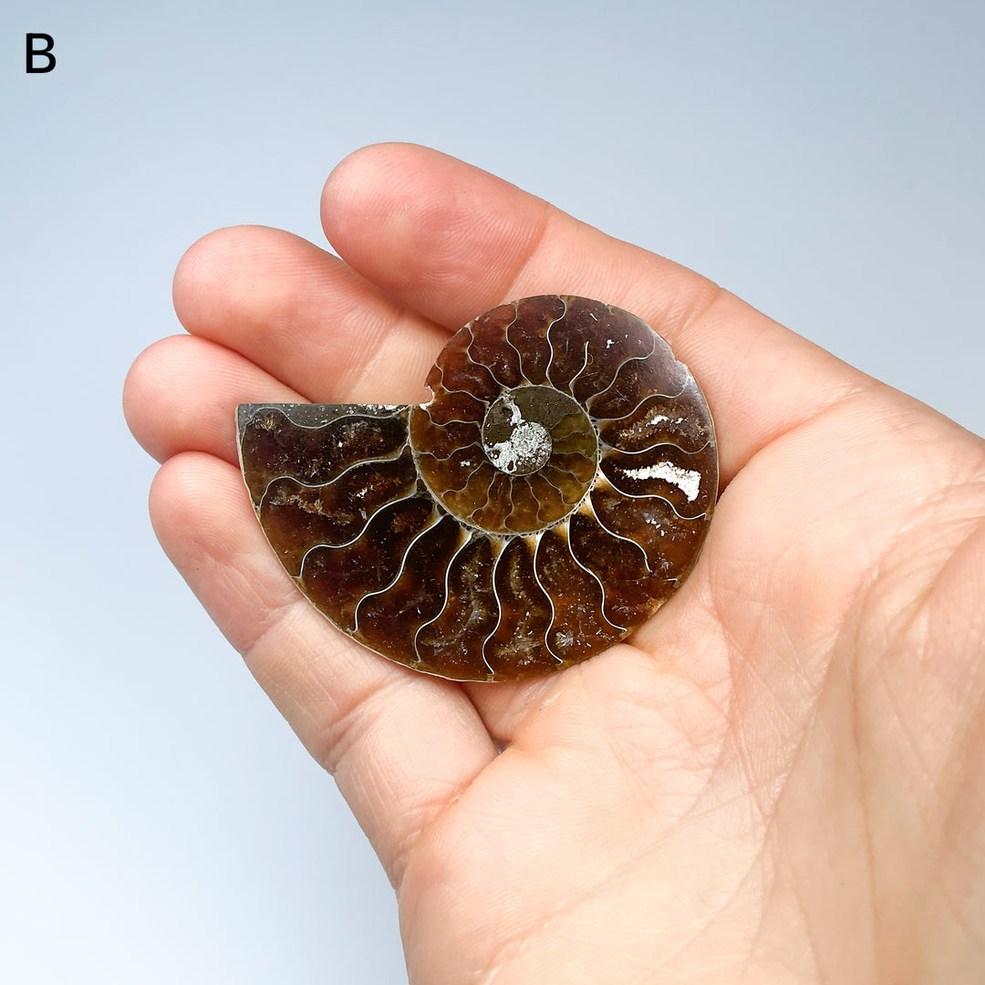 Chambered Ammonite