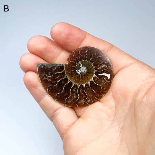 Chambered Ammonite