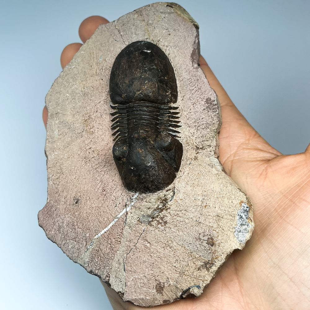 Trilobite Paralajurus Fossil