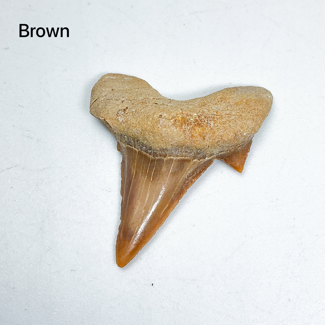 Fossilized Otodus/Lamna Shark Tooth Specimen