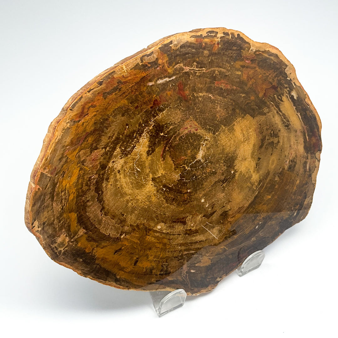 Petrified Wood Slice