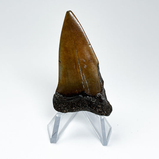 Fossilized Shark Tooth Specimen: Extinct Great White Shark