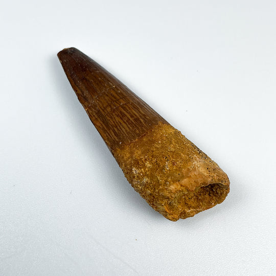 Fossilized Spinosaurus Tooth Specimen
