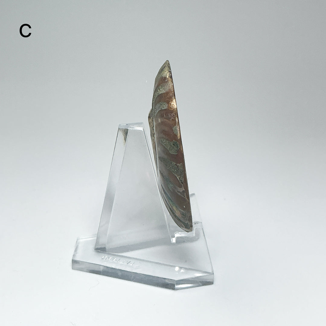 Chambered Ammonite
