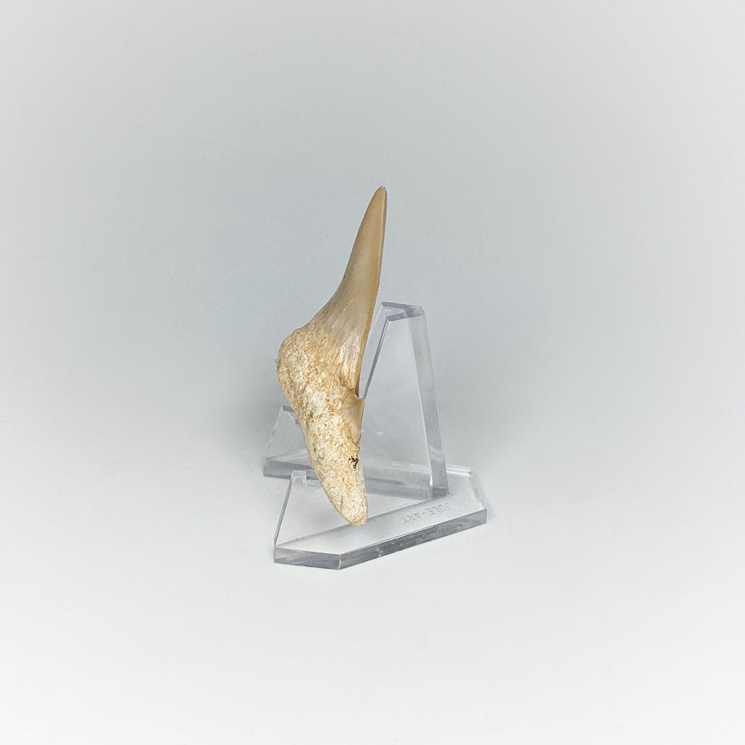 Fossilized Otodus/Lamna Shark Tooth Specimen - Rocks and Gems Canada