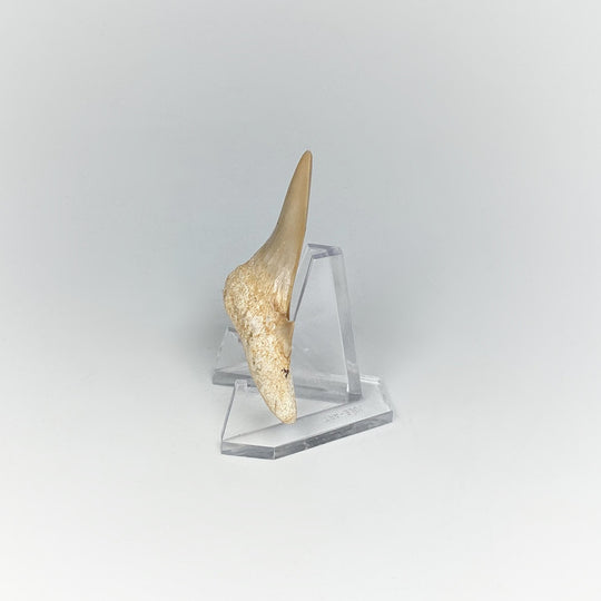 Fossilized Otodus/Lamna Shark Tooth Specimen - Rocks and Gems Canada