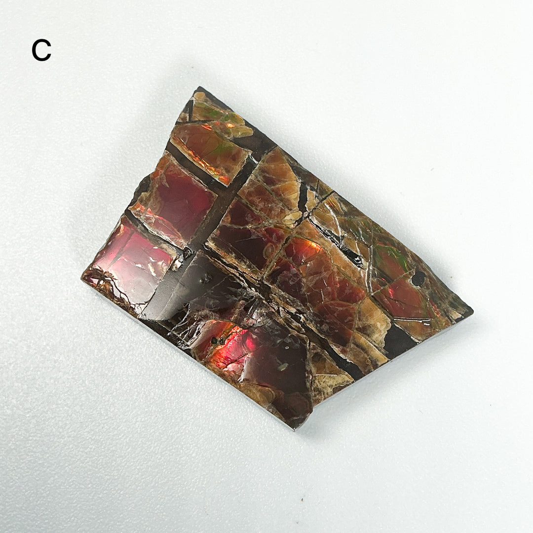 Ammolite Specimen