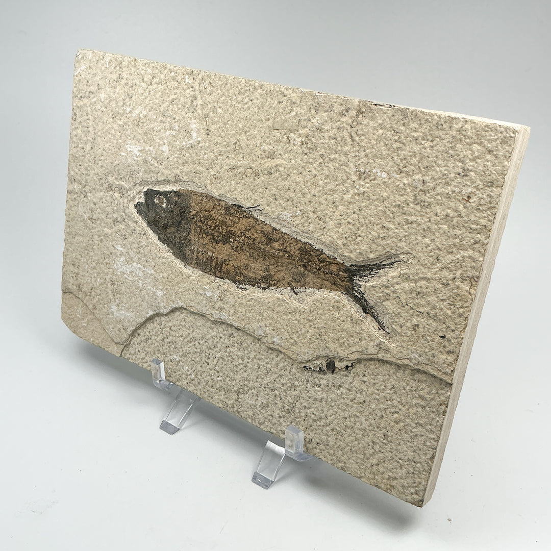 Fish Fossil