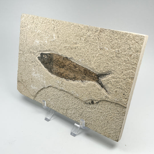 Fish Fossil