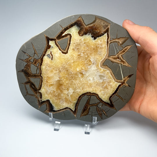 Septarian Slab