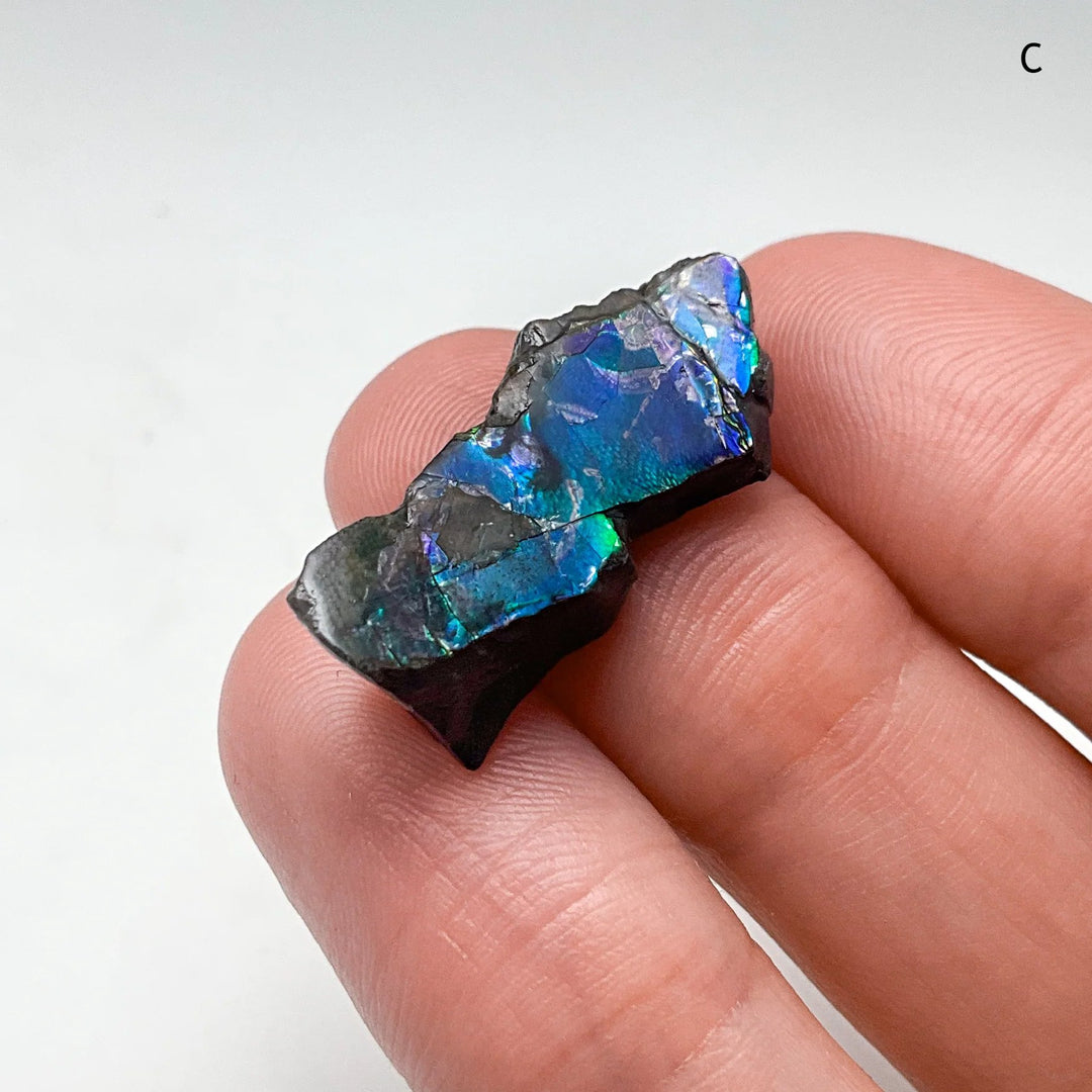 Ammolite Specimen