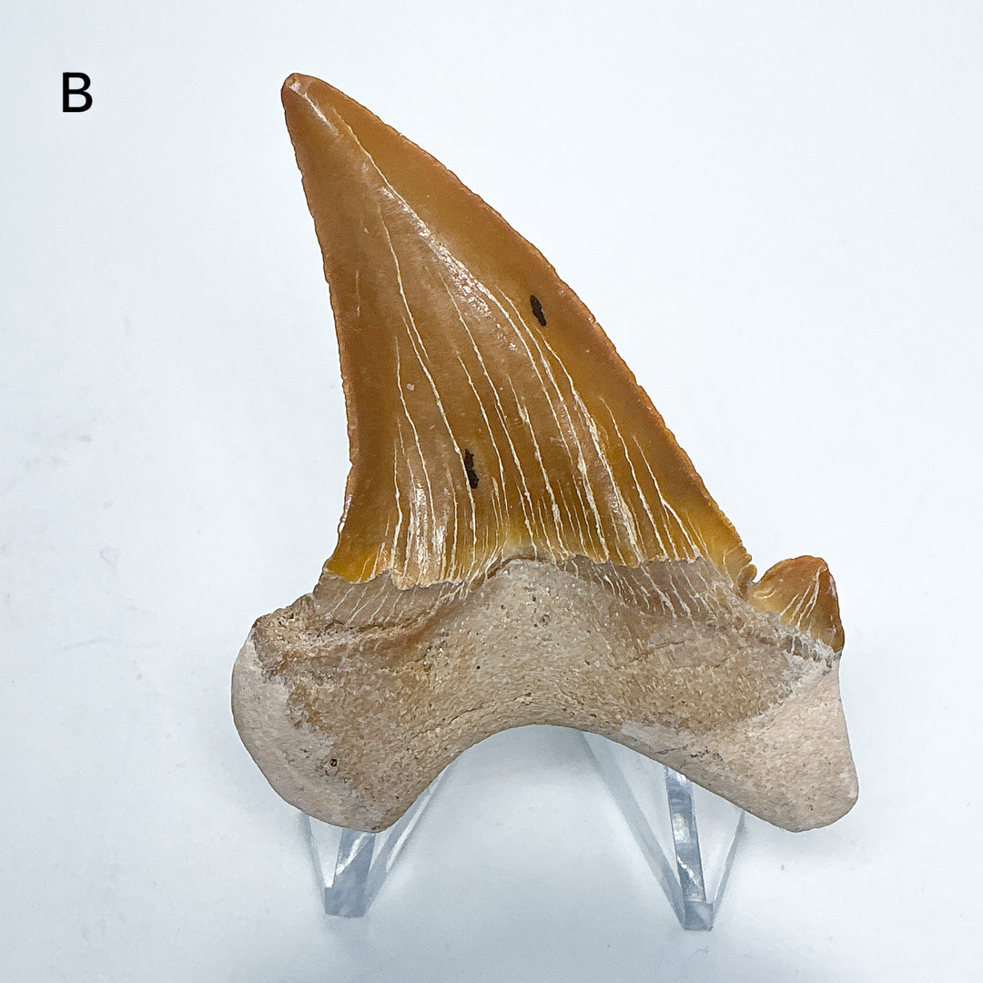 Fossilized Otodus/Lamna Shark Tooth Specimen