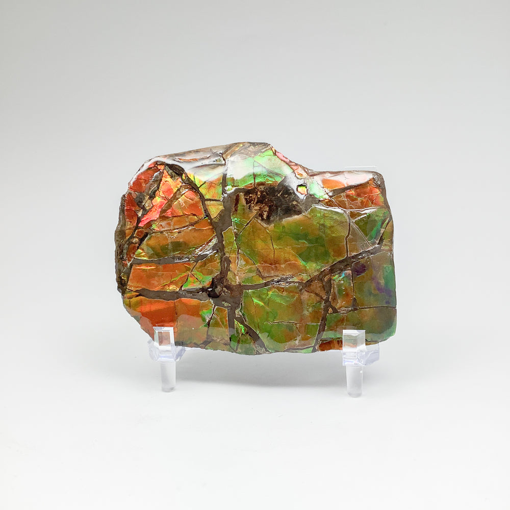 Ammolite Specimen - Rocks and Gems Canada