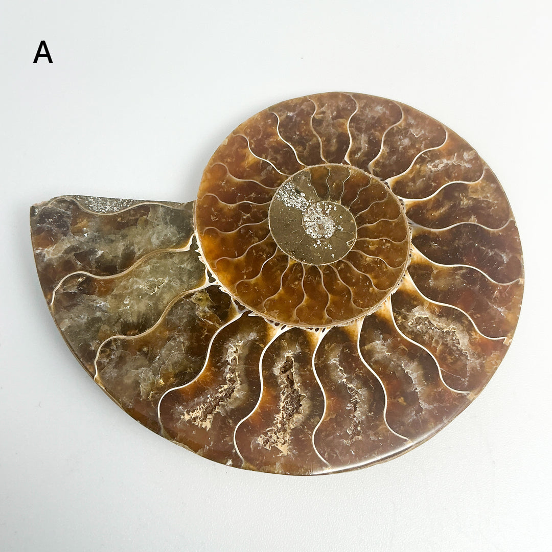 Chambered Ammonite