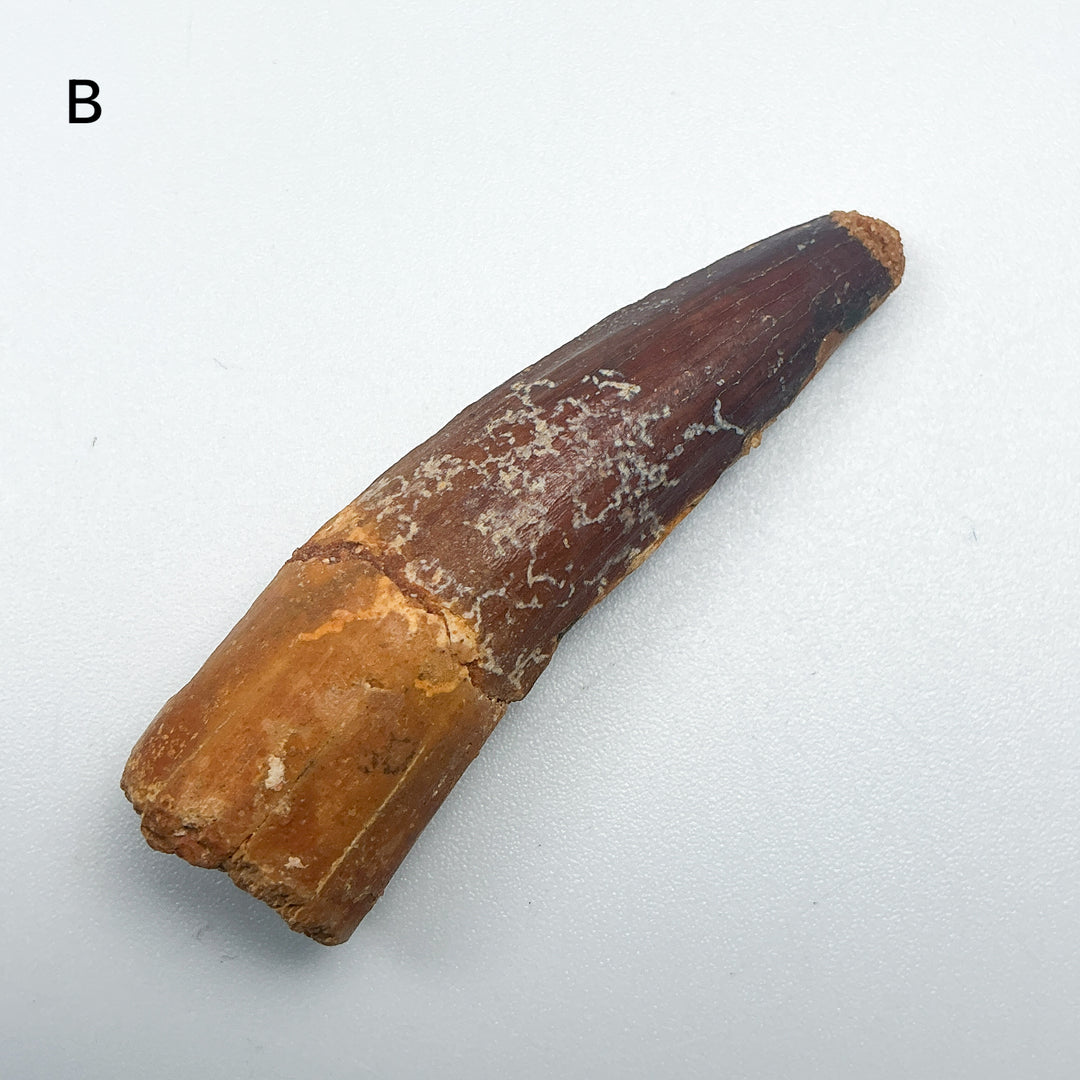Fossilized Spinosaurus Tooth Specimen