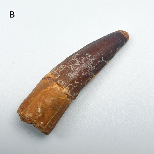 Fossilized Spinosaurus Tooth Specimen