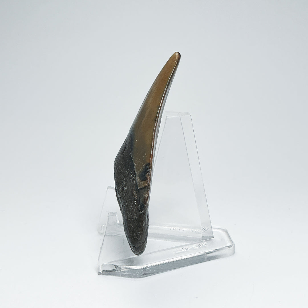 Fossilized Shark Tooth Specimen: Carcharodon Megalodon