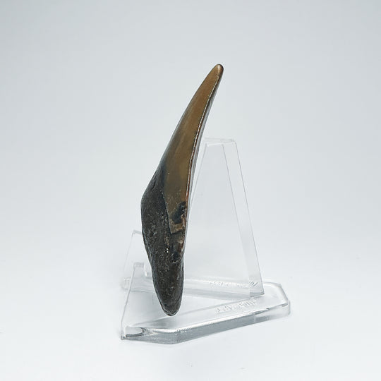 Fossilized Shark Tooth Specimen: Carcharodon Megalodon