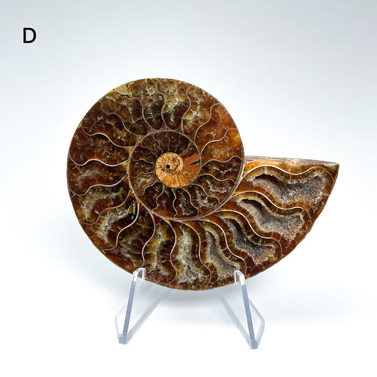 Chambered Ammonite - Rocks and Gems Canada
