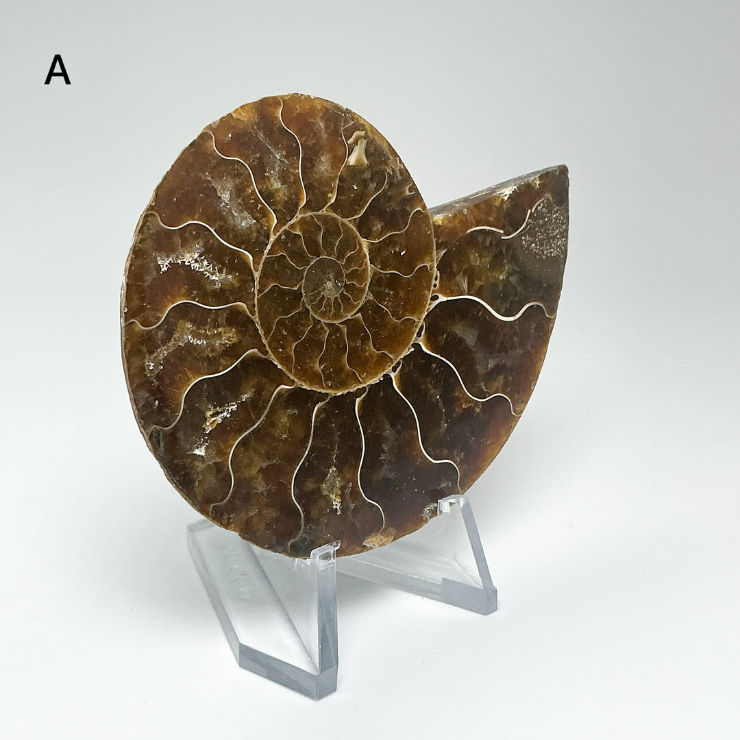 Chambered Ammonite
