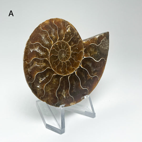 Chambered Ammonite