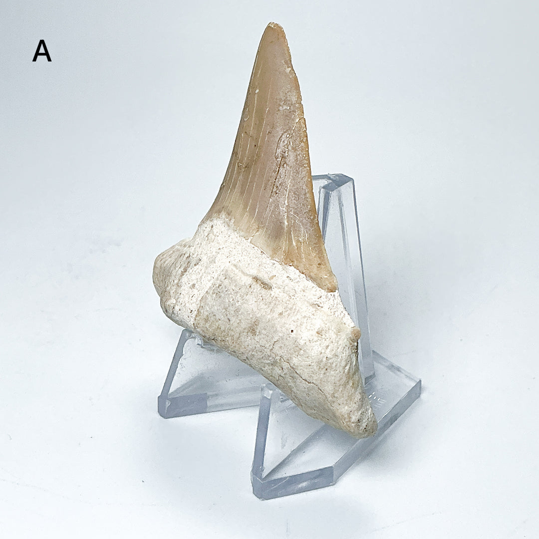 Fossilized Otodus/Lamna Shark Tooth Specimen