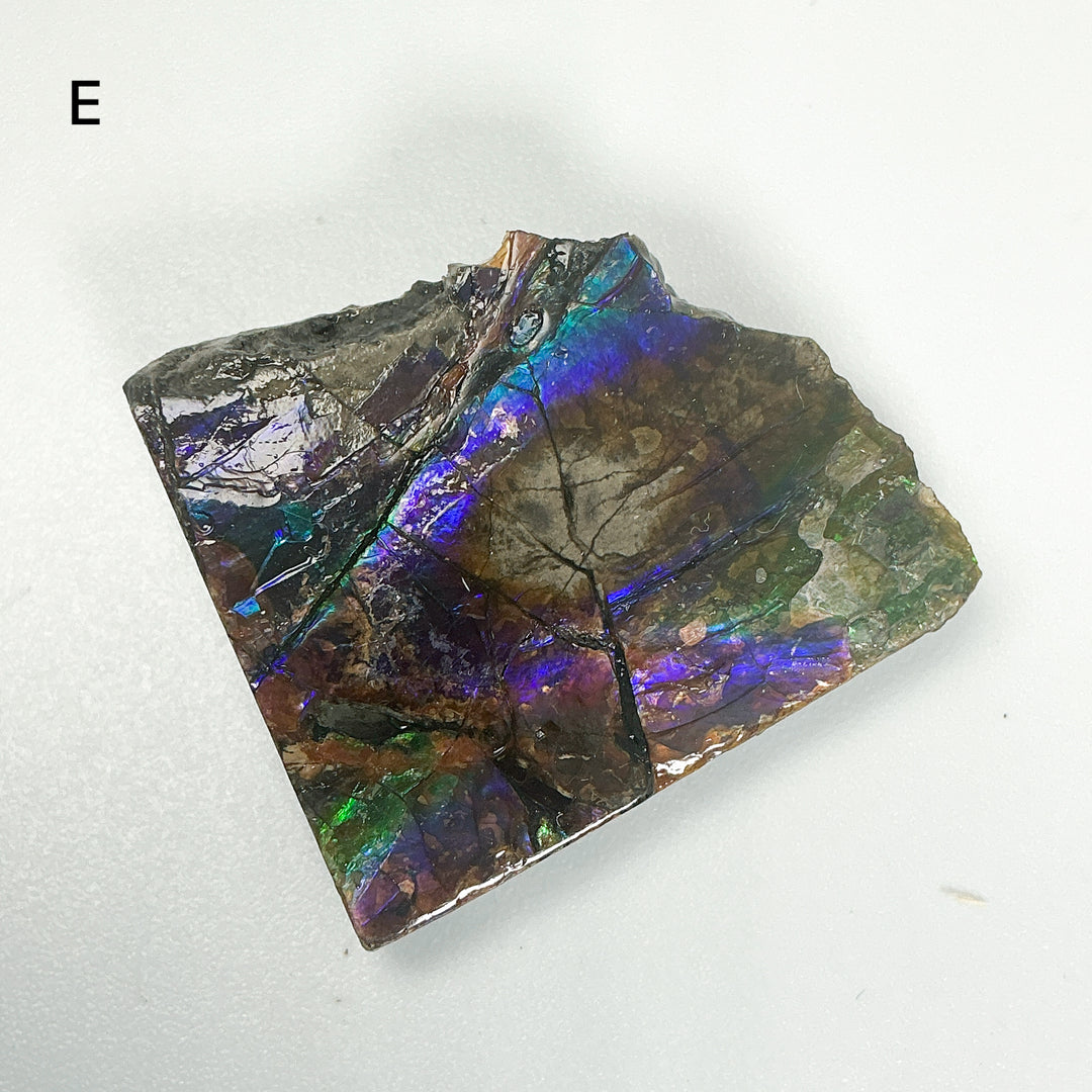 Ammolite Specimen