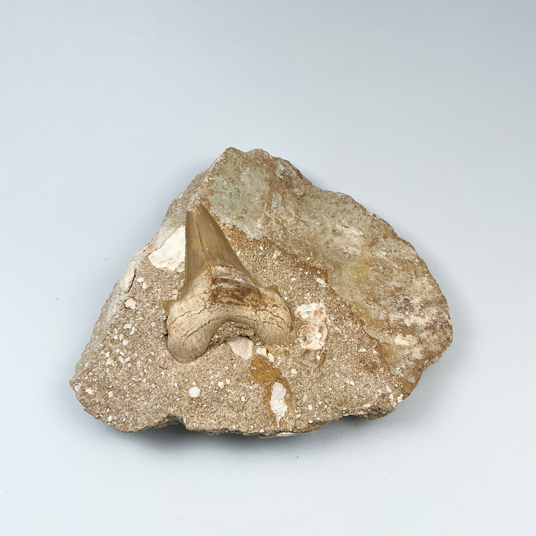 Fossilized Otodus/Lamna Shark Tooth Specimen in Matrix - Rocks and Gems Canada